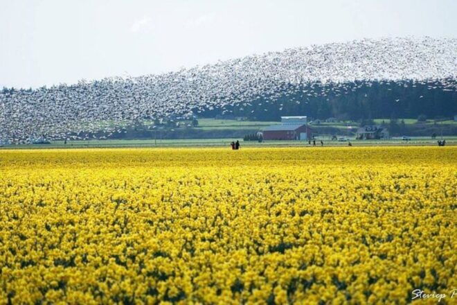 From Seattle:Tulip Festival at Skagit Valley and La Conner - Highlights of the Skagit Valley Tulip Festival