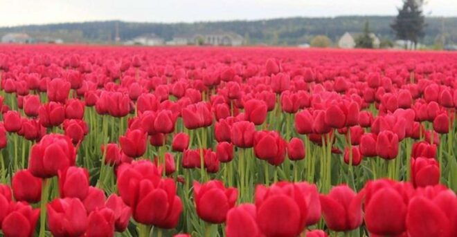 From Seattle:Tulip Festival at Skagit Valley and La Conner - The Sum Up