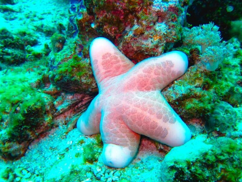 From Semporna: 3-Dive Leisure Underwater Diving Explorations - FAQ