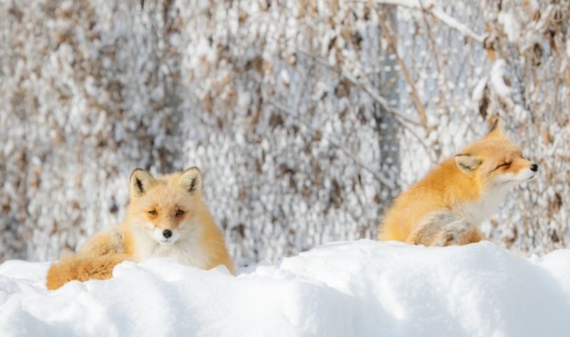 From Sendai: Ginzan Onsen& Zao Frost-Covered Trees& Fox Village Tour - The Zao snow monsters: check the exact ropeway plan