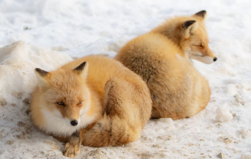 From Sendai: Ginzan Onsen& Zao Frost-Covered Trees& Fox Village Tour - What the price covers, and what it does not