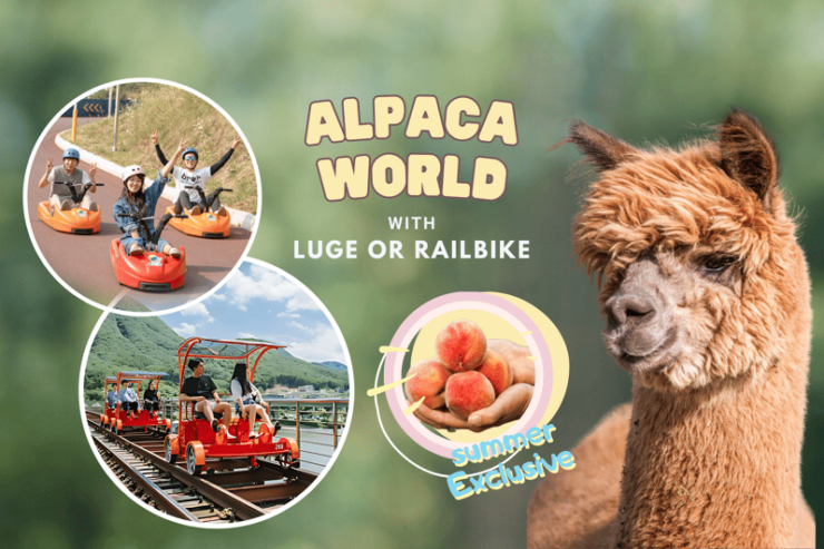 From Seoul: Alpaca Farm With Rail Bike/ Luge Racing - Key Points