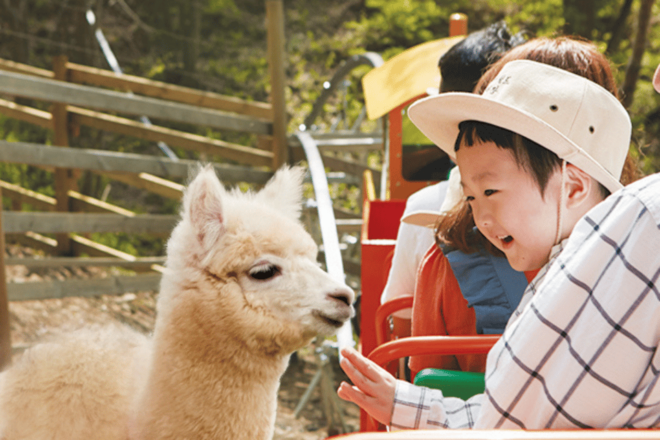 From Seoul: Alpaca Farm With Rail Bike/ Luge Racing - Customer Feedback