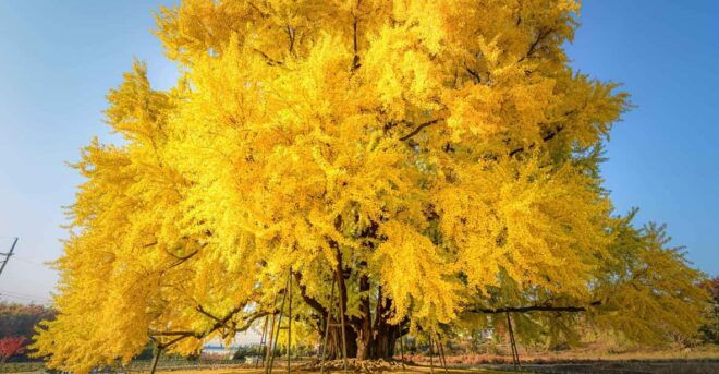 From Seoul: Autumn Instagrammable Tour - Route A Attractions