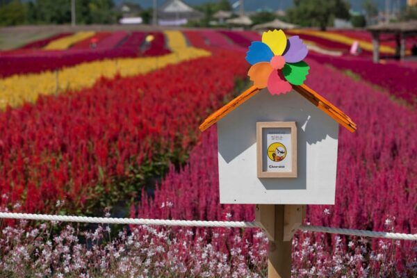From Seoul: Autumn Instagrammable Tour - Inclusion Details