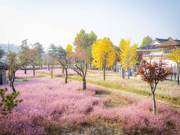 From Seoul: Autumn Instagrammable Tour - Customer Feedback