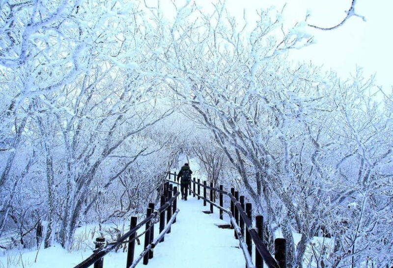 From Seoul: Balwangsan Cable Car and Daegwallyeong Ranch - Exploring the Scenic Heights with the Balwangsan Cable Car