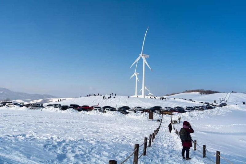 From Seoul: Balwangsan Cable Car and Daegwallyeong Ranch - Practical Details and Logistics