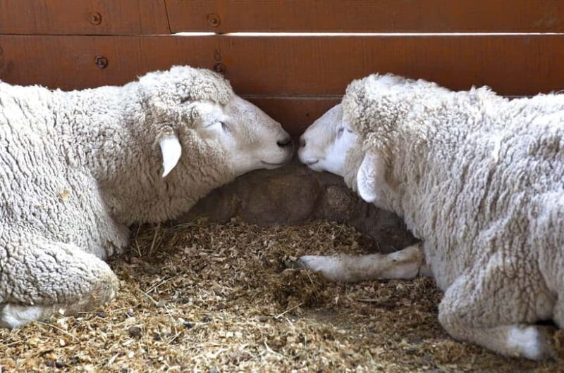 From Seoul: Balwangsan Cable Car and Daegwallyeong Ranch - What to Know Before You Go