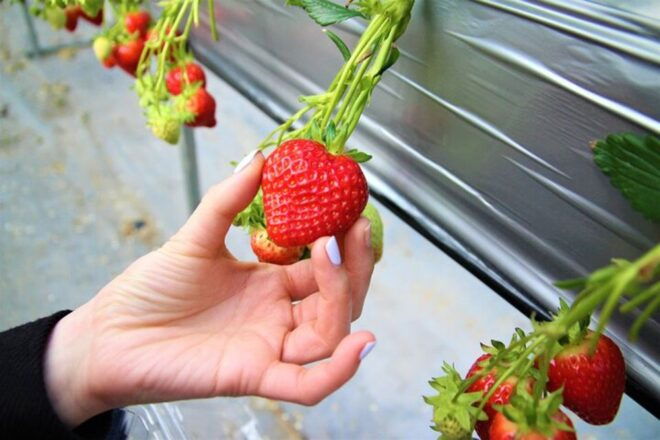 From Seoul: Cheongyang Alps & Strawberry Picking Day Tour - Starting Times & Meeting Point