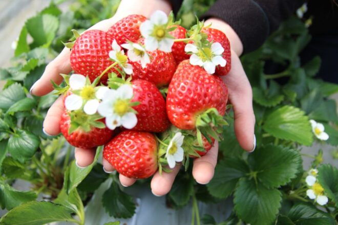 From Seoul: Cheongyang Alps & Strawberry Picking Day Tour - Enjoy Strawberry Picking & Optional Sledding