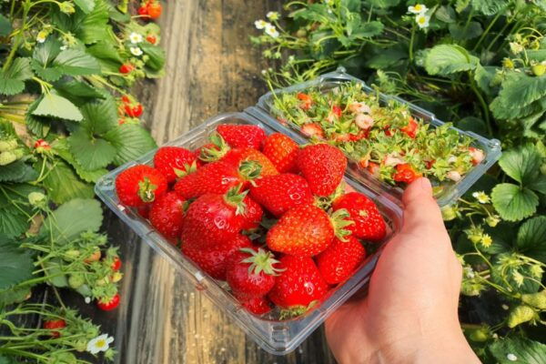 From Seoul: Cheongyang Alps & Strawberry Picking Day Tour - Common Questions