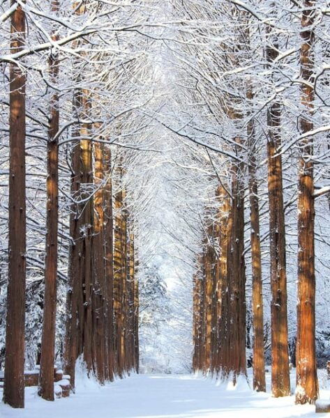 From Seoul: Eobi Ice Valley and Nami Island - Transportation Details