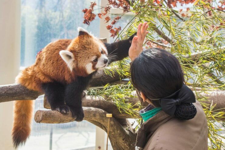 From Seoul: Everland Admission Ticket With Transfer - Free Cancellation and Duration