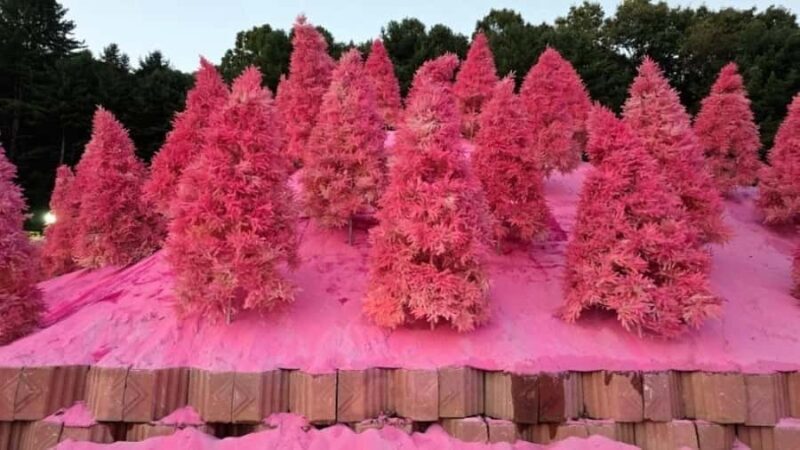 From Seoul: Full-Day Trip to Pocheon`s Nature Attractions - The Journey Begins: From Seoul to Sanjeong Lake