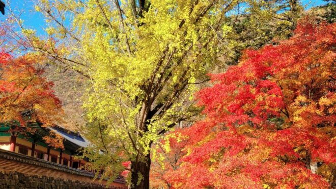 From Seoul : Naejangsan National Park Autumn Day Trip - Description of Naejangsan National Park