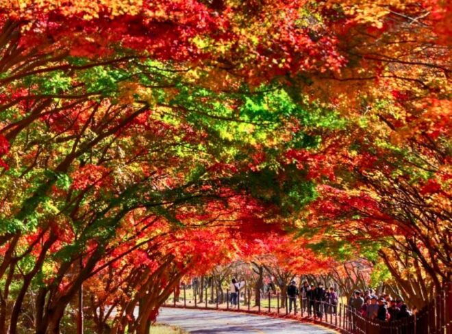 From Seoul : Naejangsan National Park Autumn Day Trip - Transportation and Logistics
