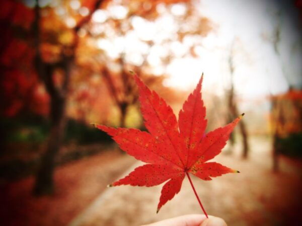 From Seoul : Naejangsan National Park Autumn Day Trip - Common Questions