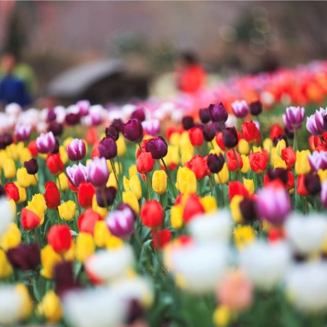 From Seoul: Nami Island, Korean Garden & Rail Bike Day Trip - Highlights