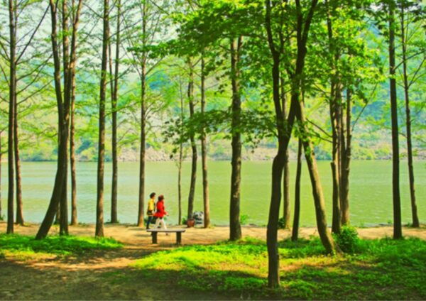 From Seoul: Nami Island, Korean Garden & Rail Bike Day Trip - Reserve Now & Pay Later