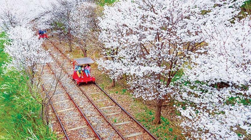 From Seoul: Private Custom Gapyeong Tour with English Driver - Who Is This Tour Best For?