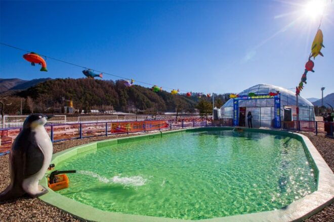 From Seoul: Pyeongchang Trout Festival - Thrilling Winter Activities at the Festival