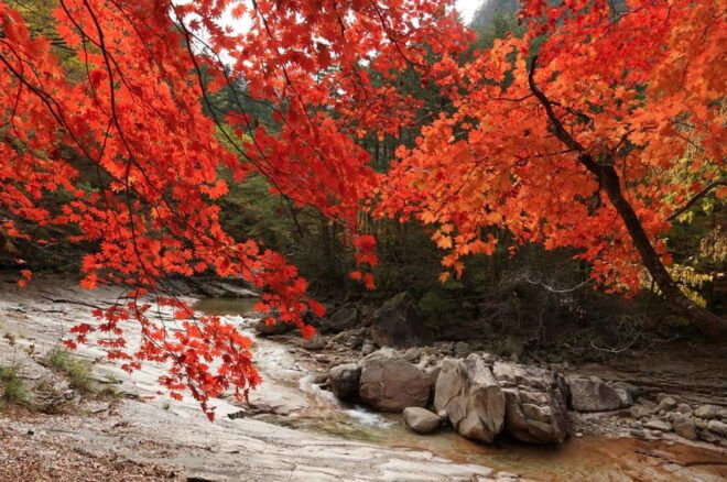 From Seoul: Seoraksan Maple Mountain With Cable Car - Cultural Significance of Sinheungsa Temple