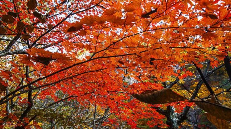 From Seoul: Seoraksan Maple Mountain With Cable Car - Seoraksan National Park: A Natural Marvel