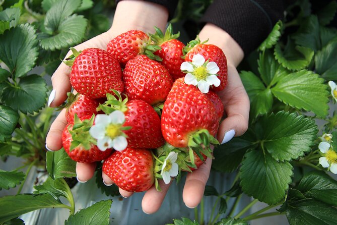 From Seoul: Taean Tulip Festival & Strawberry Picking Day Tour - Customer Reviews and Ratings
