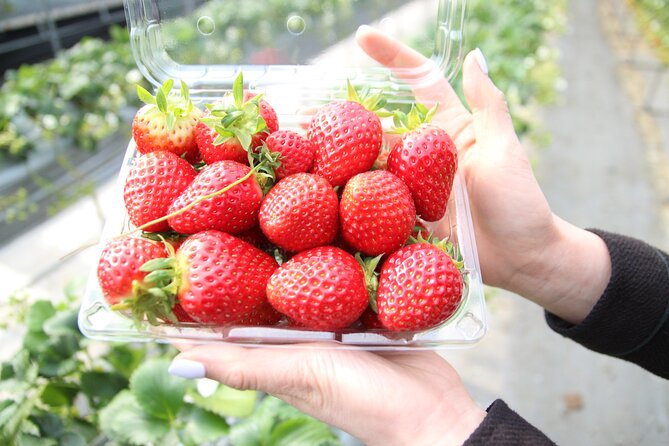 From Seoul: Taean Tulip Festival & Strawberry Picking Day Tour - Viator and Tripadvisor Insights
