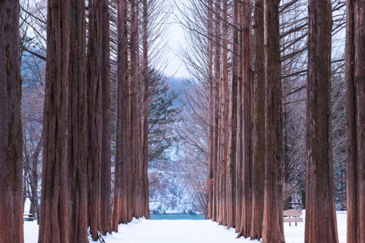 From Seoul: Vivaldi Park Ski World With Nami Island Day Tour - Experience