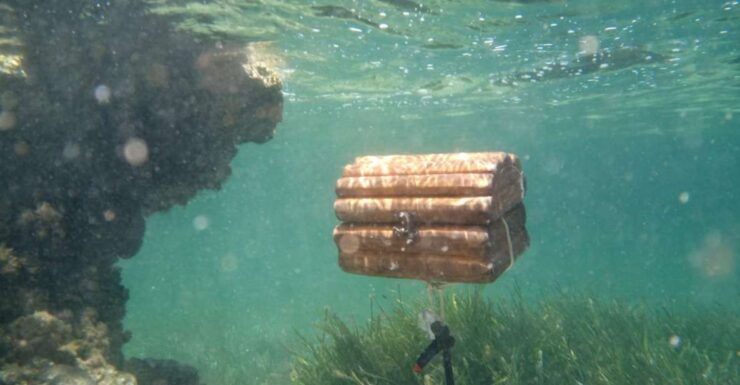From Ses Salines: Kayak Tour to Fornells With Treasure Hunt - Activity Details