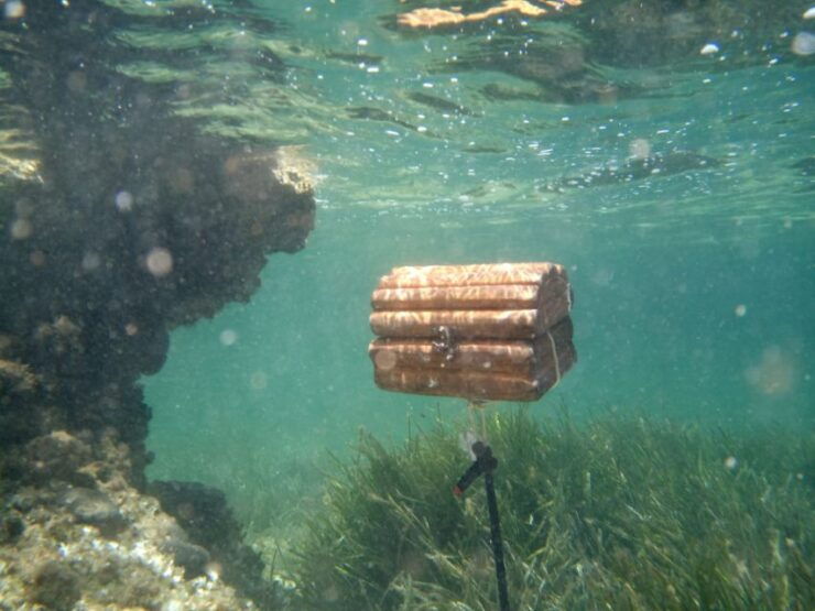 From Ses Salines: Kayak Tour to Fornells With Treasure Hunt - Experience Highlights