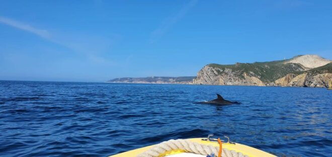 From Sesimbra: Ribeira Do Cavalo Beach and Caves Boat Tour - Experience Highlights