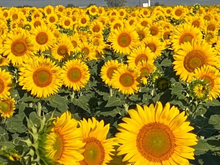 From Sevilla: Hot Air Balloon Ride to Huelva - Experience Highlights