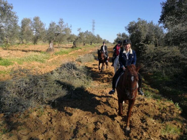 From Seville: Andalusian Horseback Ride - Experience Highlights