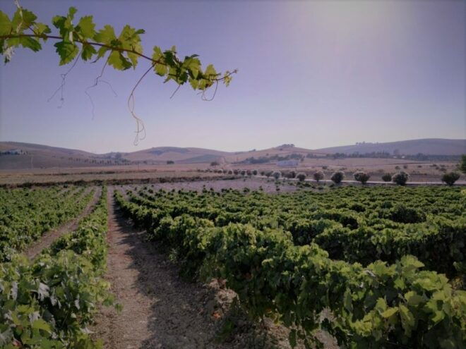 From Seville: Cadiz and Jerez De La Frontera Day Trip - Review Summary