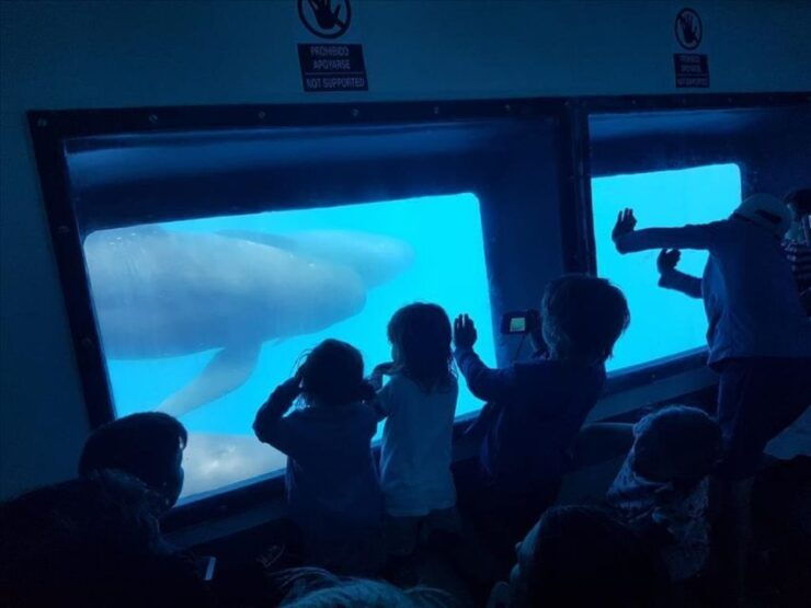 From Seville : Cetacean Adventure With Beach Day in Tarifa - Inclusions in the Package