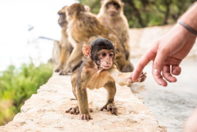 From Seville: Day Trip to Gibraltar - Highlights