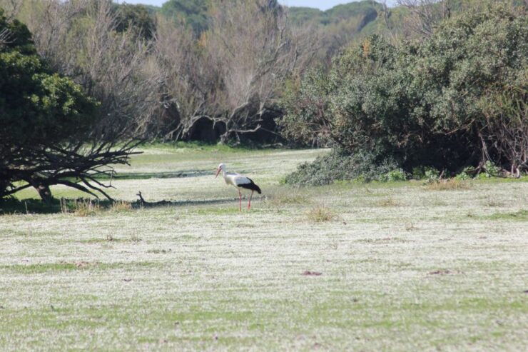 From Seville: Doñana National Park Full-Day Private Tour - Pickup and Transportation Details