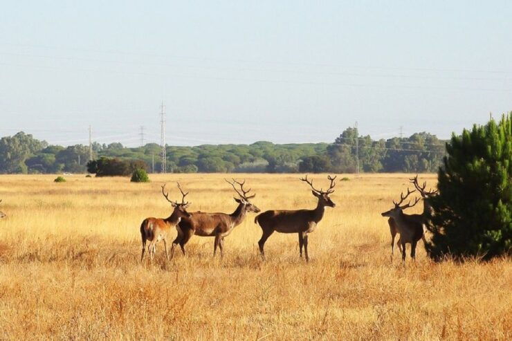 From Seville: Doñana National Park Tour - Booking Details