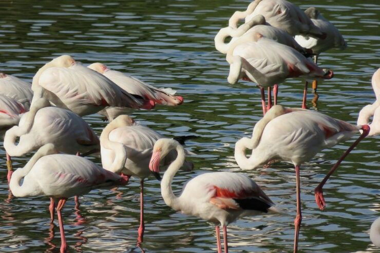 From Seville: Doñana National Park Tour - Experience Highlights