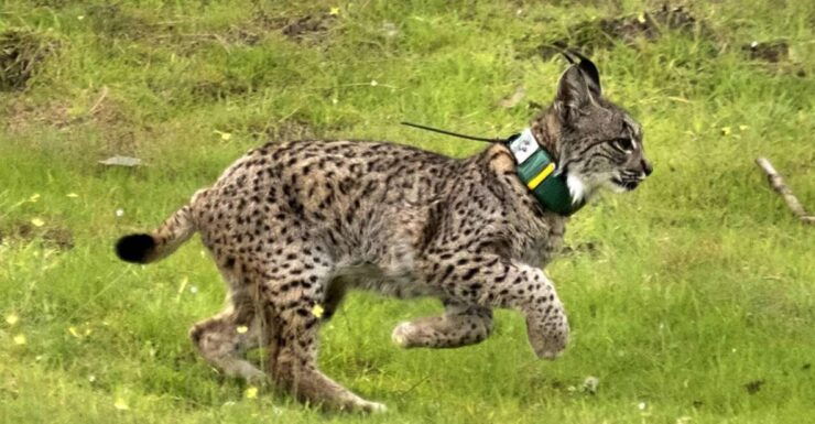 From Seville: Doñana Natural Park, El Rocio and Matalascañas - Tour Highlights