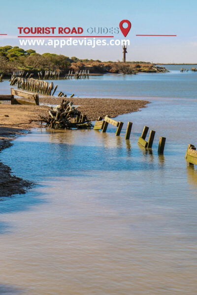 From Seville: Doñana & Sunset at Matalascañas Beach - Live Tour Guide and Languages
