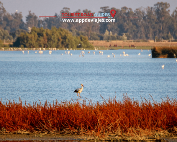 From Seville: Doñana & Sunset at Matalascañas Beach - Frequently Asked Questions
