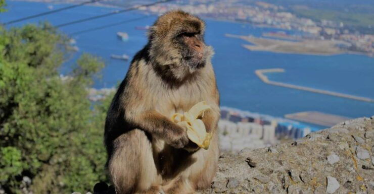 From Seville: Full-Day Trip to Gibraltar - Booking Details