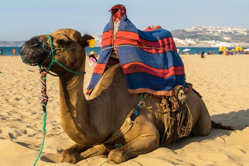 From Seville: Gibraltar and Tangier 2-Day Trip With Hotel - Day 1: Gibraltar Exploration