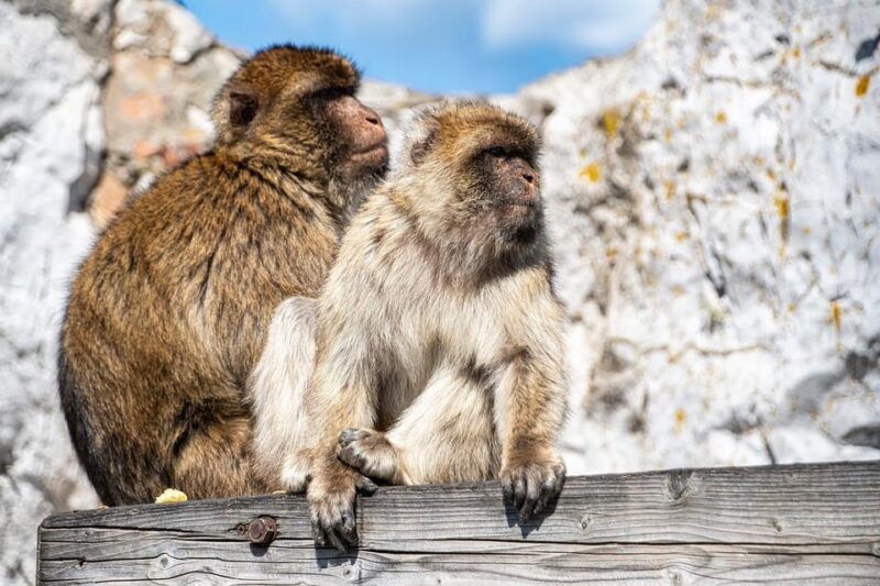 From Seville: Gibraltar Day Trip - Booking and Payment