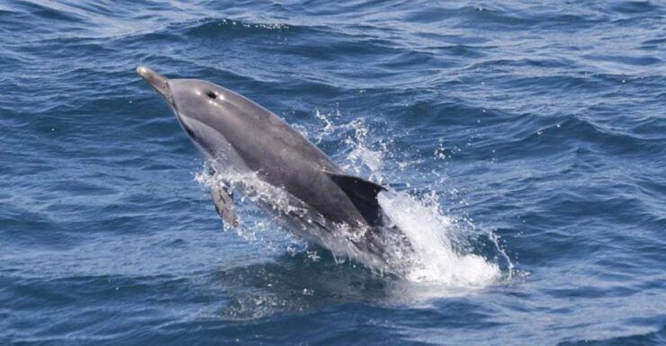 From Seville: Gibraltar Dolphins Watching Day Trip - Activity Details