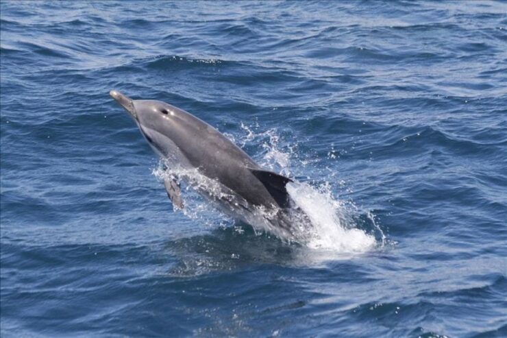 From Seville: Gibraltar Dolphins Watching Day Trip - Experience Highlights